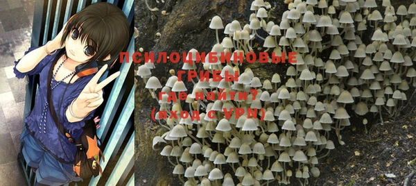 прущие грибы Хадыженск